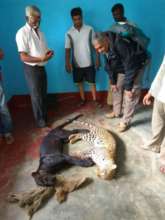 Carcasses of two leopards