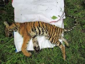 Carcass of a young tiger