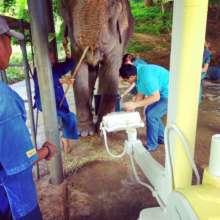 Elephant being readied for an X-ray