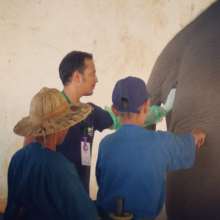 MVS vet taking the temperature