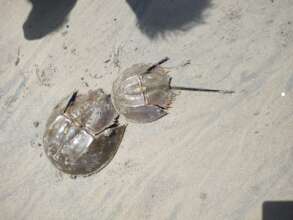 Horseshoe crabs at Khapra bridge in Odisha
