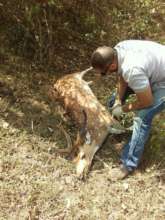 MVS-Bandipur Vet attending to spotted -deer