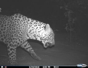 Camera trap image of a leopard in the area.