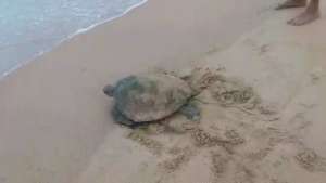 Rescued Olive Ridley Turtle