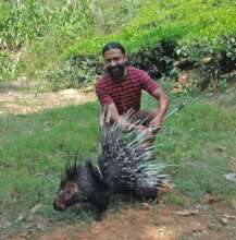 Porcupine rescued from Kollam using Ketch pole