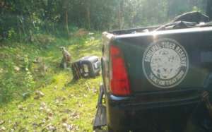 Releasing Langur at Kuldhia Sanctuary