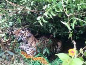 Tiger surrounded by villagers