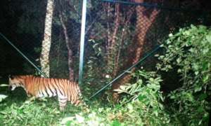Camera Trap Photo Tiger Kabini Jungle Lodge