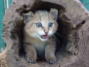 Male jungle cat kitten rescued in November, 24.
