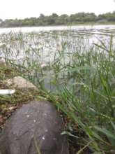 One of the Indian Pond Terrapins is released.