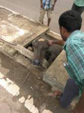Rescue of the pregnant buffalo.