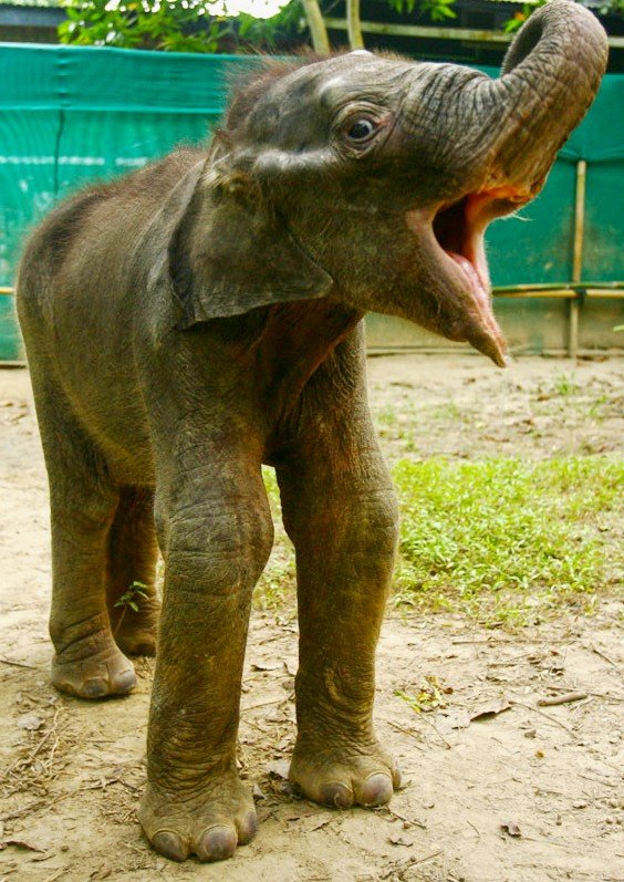 Help rescue wild animals and birds in India