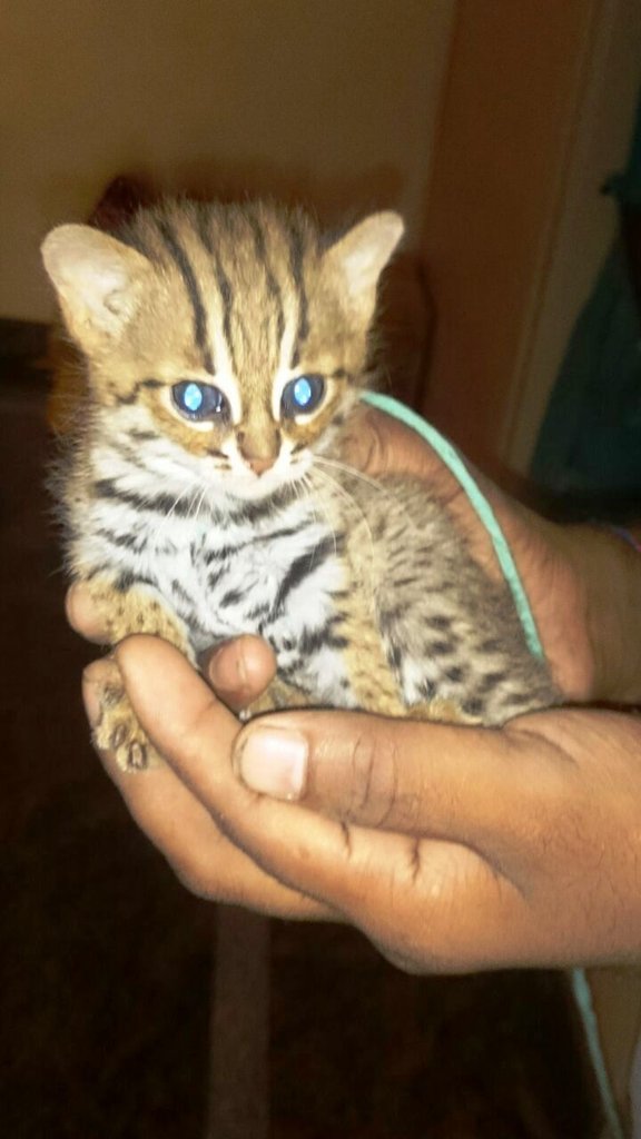 Help rescue wild animals and birds in India