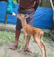 Rescued fawn being fed by our animal caretakers!