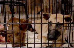 Evacuated dogs at Austin Pets Alive!