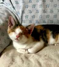 Alice is healthy and thriving in her new home
