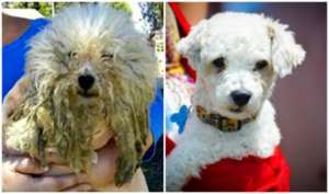 Marley was found abandoned under a park bench
