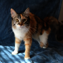 One of Gypsy's rear feet was missing.