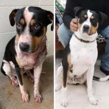 Maximus was stabbed repeatedly by his owner.