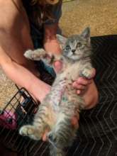 Rogue needed lifesaving surgery as a tiny kitten