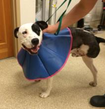Rucker's owner ran him over in her car.