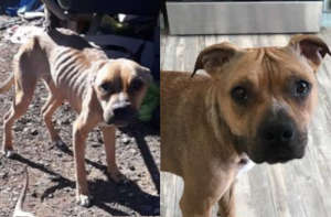 Sadie when she was rescued (left) and today