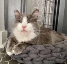 Pewter is a different cat now!