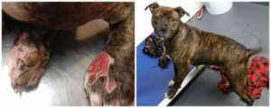 Arabella's injuries (left) and her happy demeanor