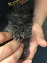 Bandit was abandoned when he was just one day old