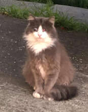 Pewter living on the street