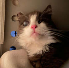 Pewter's eyes were severely damaged