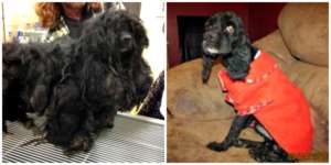 Blackie's matted fur had caused his skin to tear