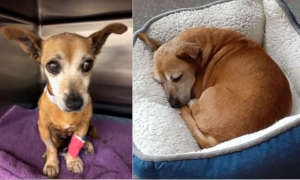 Blossom was abandoned at age 12, sick and deaf.