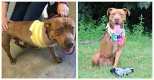 Bobo soon after surgery (left) and today