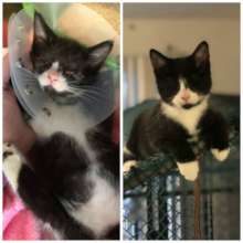 Bravo immediately after surgery (left) and today