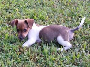 Month-old Carley needed emergency surgery.