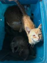 Kittens rescued from Harvey rubble, at the Cattery