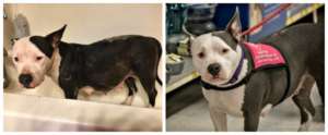 Chloe when she was rescued (left) and today