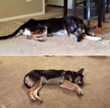 Coco when she was rescued (left) and today