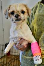 Daisy's right paw was missing, her left damaged