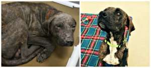 Dallas was emaciated and had severe mange