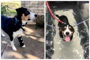 Therapy and a brace are helping Diesel walk again