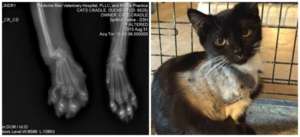 Duchess after her surgery (right) and her x-ray