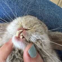 Her teeth were severely overgrown.