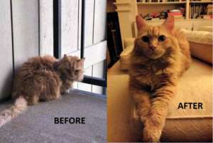 Felicia has recovered from an infected open wound.
