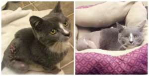 Frankie immediately after treatment (left) and now