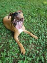 Freddy today: a happy, healthy dog
