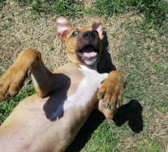 Loving life with his forever family