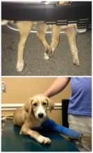 Gemma was hit by a car, her legs badly broken.