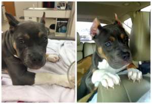 Gemma at the vet (l.) and headed to her new home